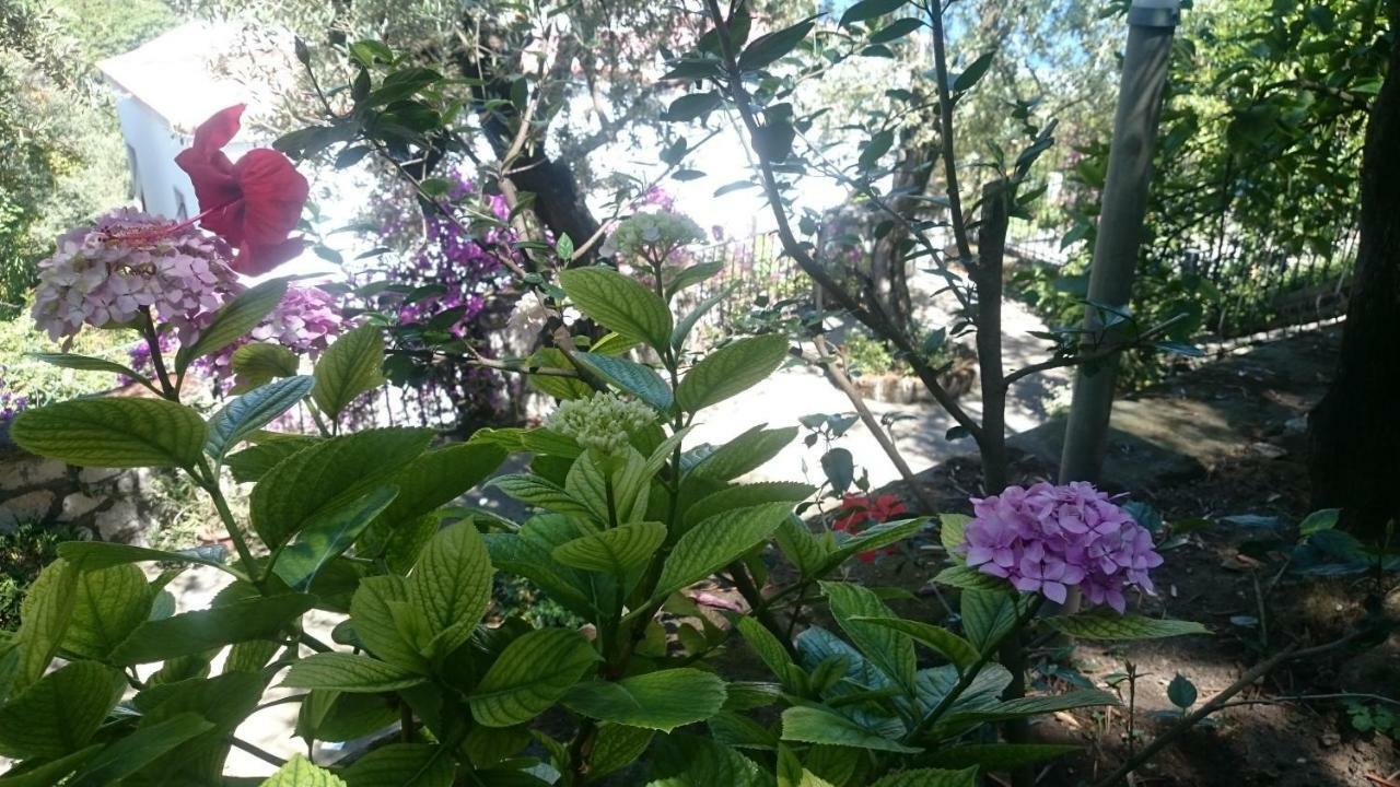 Villa L'Ulivina Sorrento Eksteriør billede